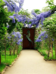 Corten Steel Garden Panels